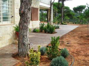 Tree-lined pathway by house