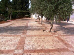 Olive trees lining a spacious stone plaza.