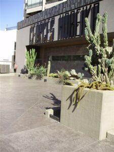 Cacti in modern outdoor space