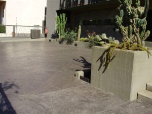 Outdoor area featuring diverse cacti plants
