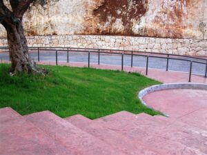 Green lawn with tree and pathway